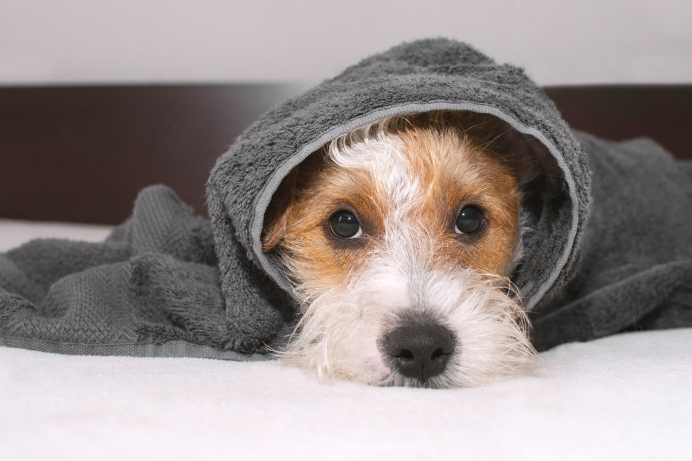 A cute Jack Russell Terrier puppy looking sad under a towel. 