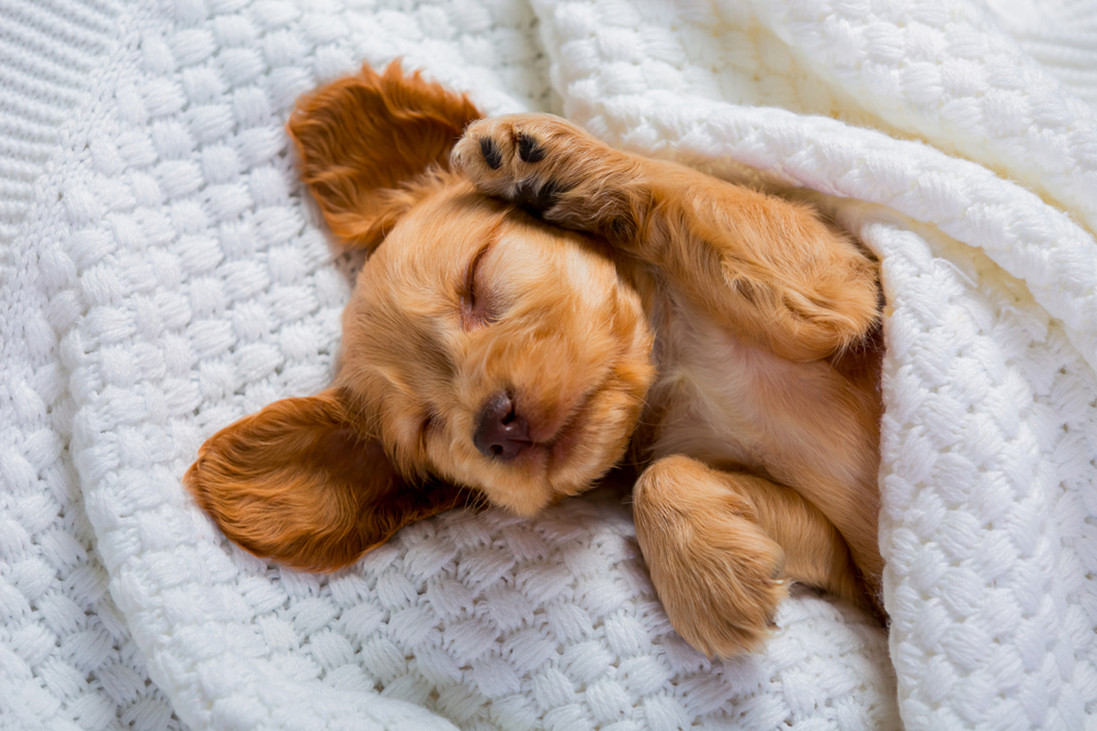 A cute Cocker Spaniel puppy sleeping upside down on a cozy blanket.