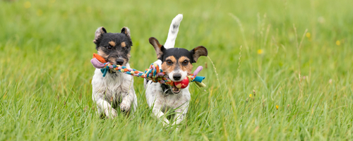 Two adorable Jack Russell Terrier puppies running across a field with toys in their mouths. 