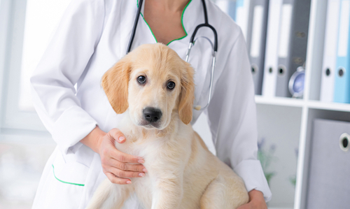 A cute Golden Retriever puppy examined by a licensed veterinarian.