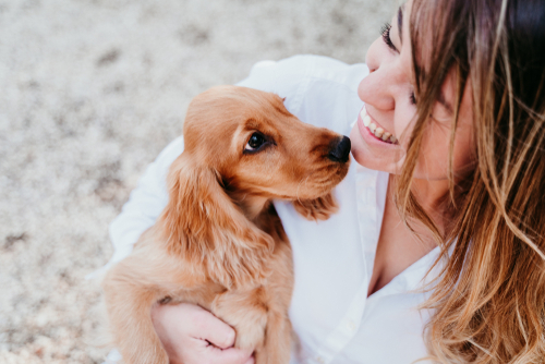 An adorable Cocker Spaniel puppy carried and cuddled by its happy owner.