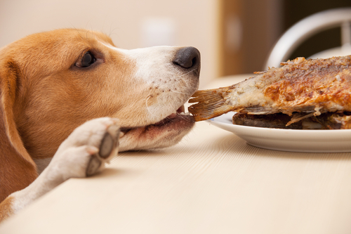 A mischievous puppy reaching over a table to grab food. 