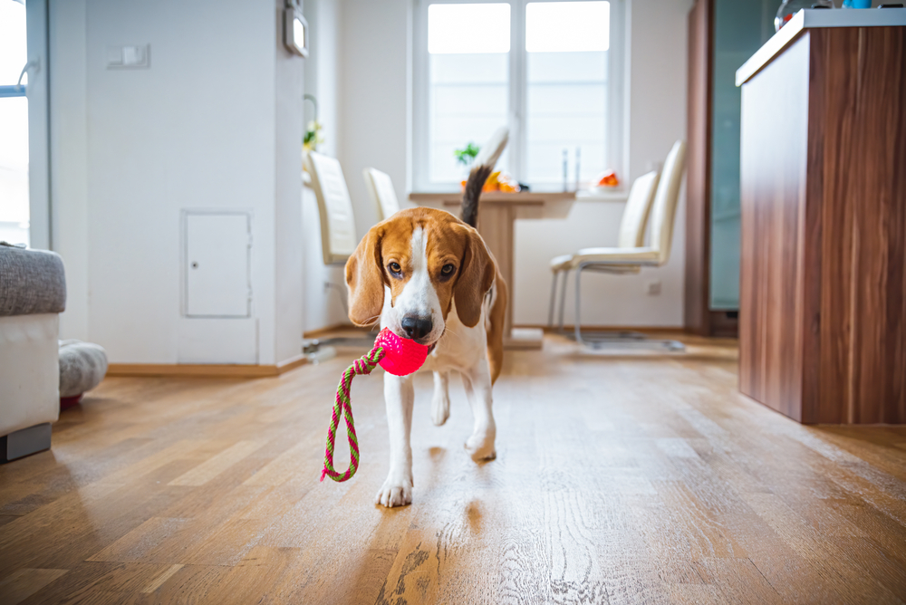 A cute Beagle puppy walks across the living room with a rubber ball and rope toy.