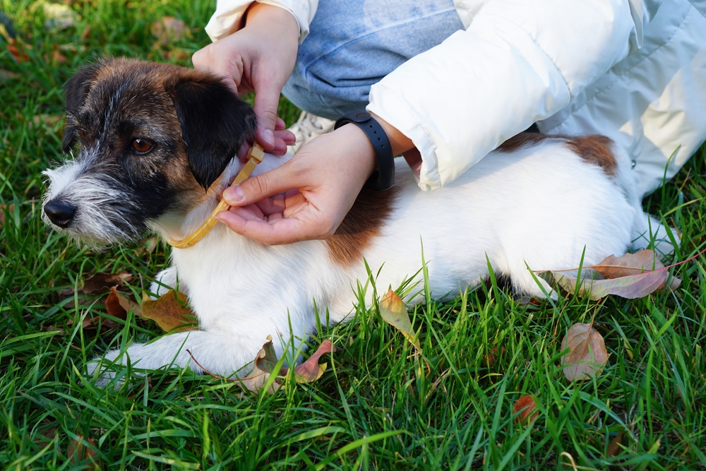 An owner putting a yellow collar on her cute puppy.