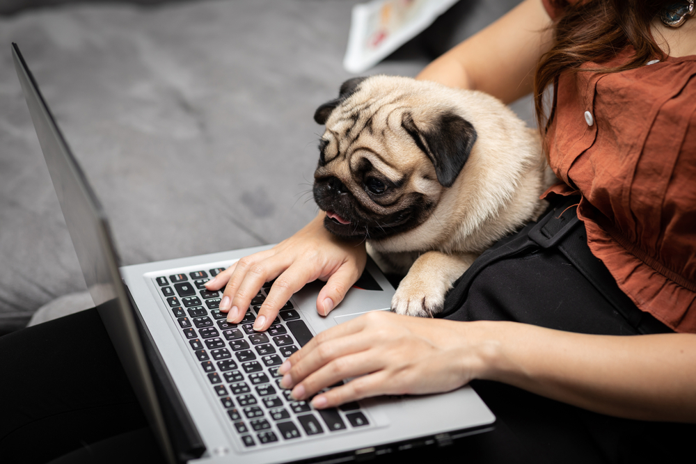 A cute Pug puppy sitting next to their owner who is on their laptop. 