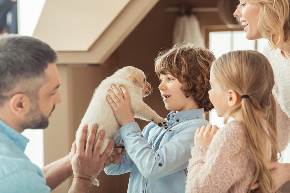 A small and cute puppy introduced to their new family for the first time. 