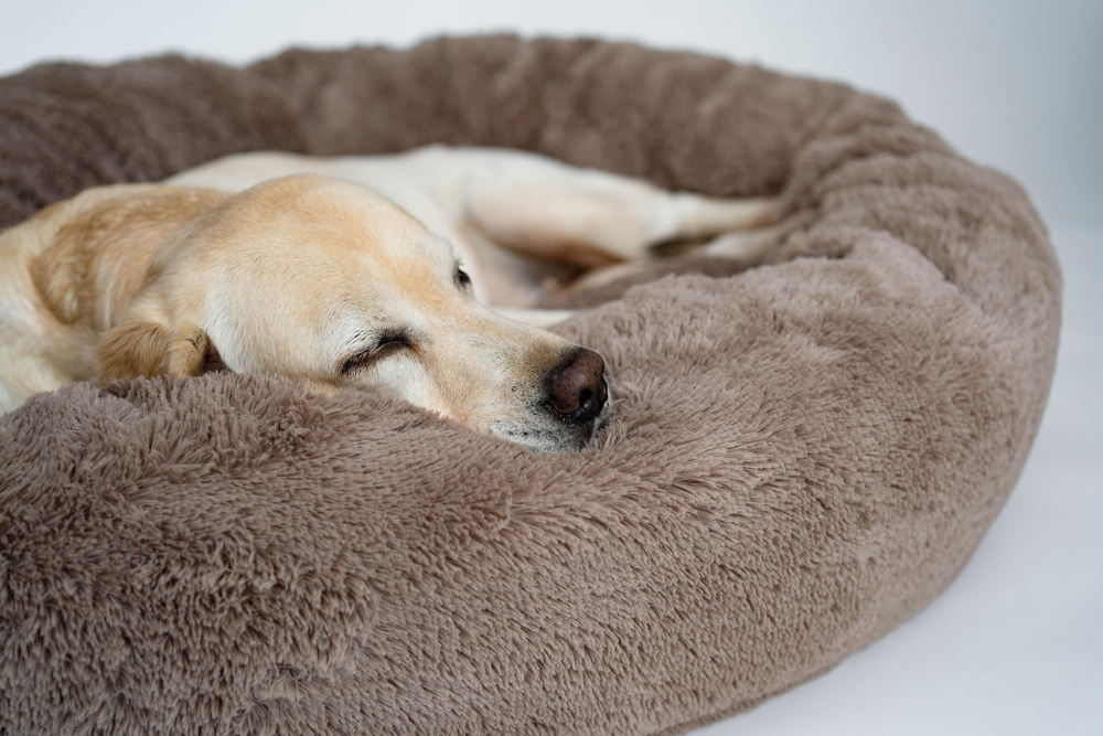 A Labrador Retriever sleeps on a brown dog bed.