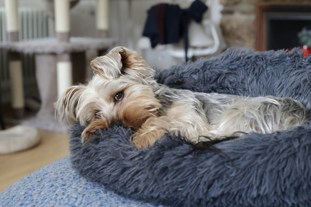 A Yorkie puppy sleeps on a comfy dog bed inside their living room.