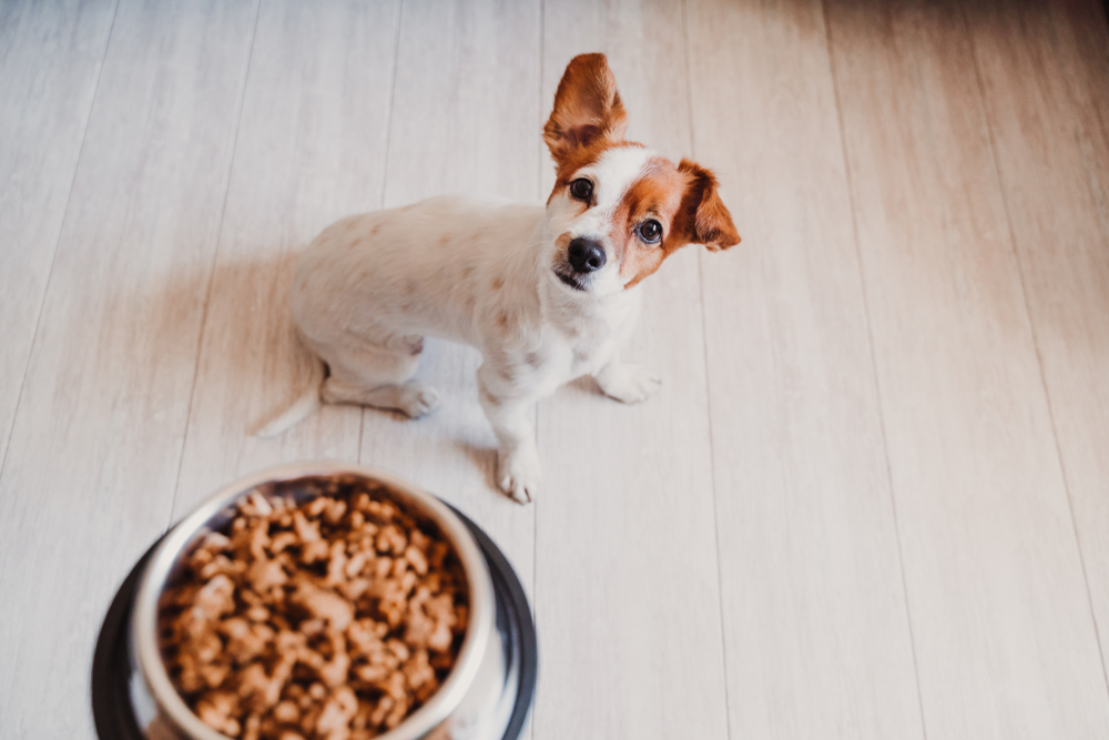A cute Jack Russell Terrier puppy looks up as owner brings a plate of dog food.