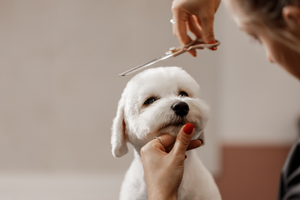 A cute Bichon Frise puppy gets a haircut from their owner.