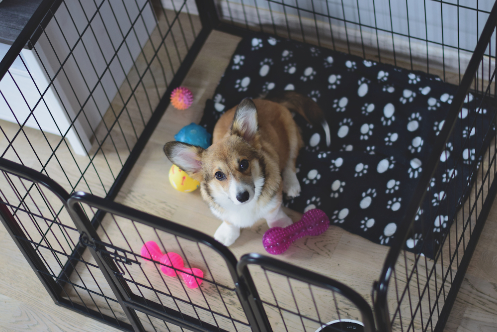 A cute Corgi puppy sits with their toys and bed inside a dog crate or playpen. 