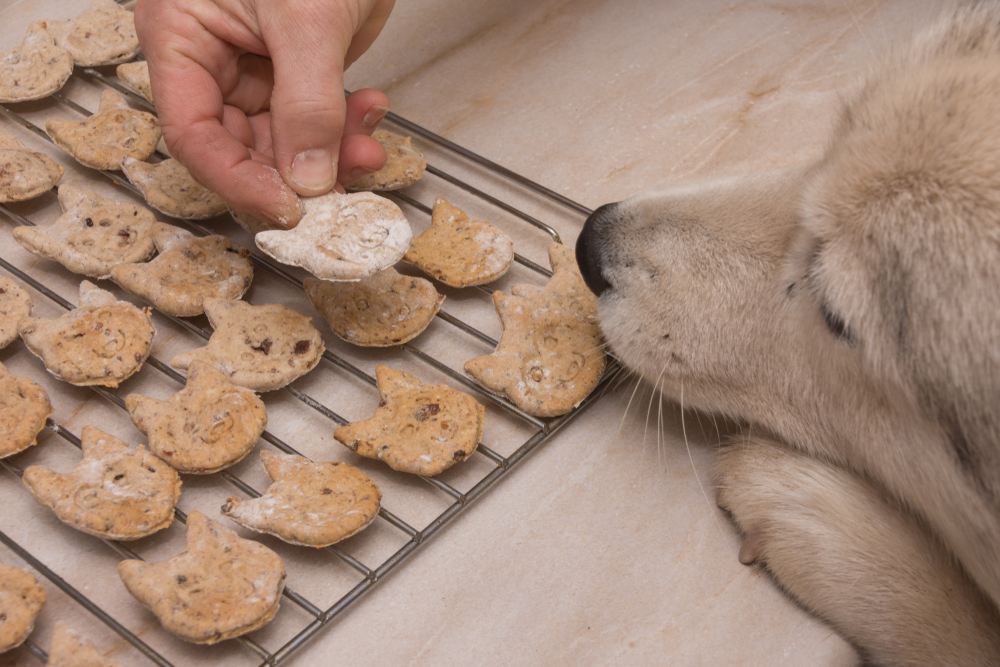 A dog smells a batch of dog treats in front of them.