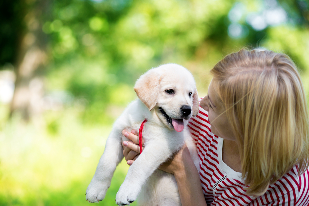 An adorable Labrador Retriever puppy held by their owner while outside. 