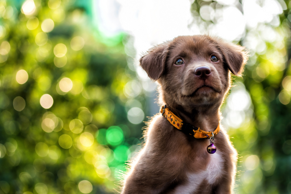 A cute puppy with an orange collar and purple ID tag looks up at the camera.