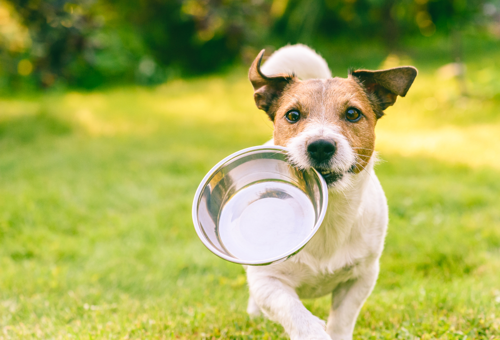 A cute Jack Russell Terrier puppy carries a food bowl across a grassy field.
