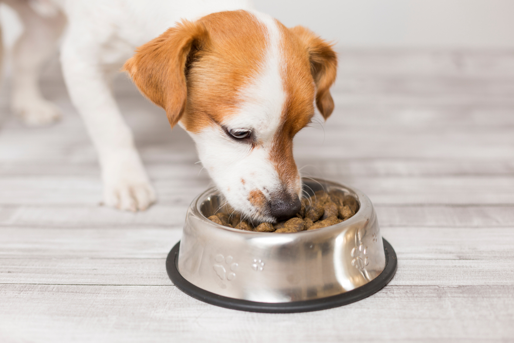 A cute puppy eats food from dog food bowl on the floor.