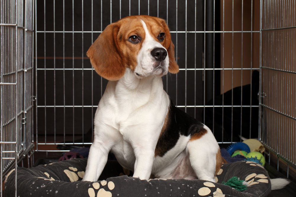 An adorable Beagle puppy sits inside a dog crate. 