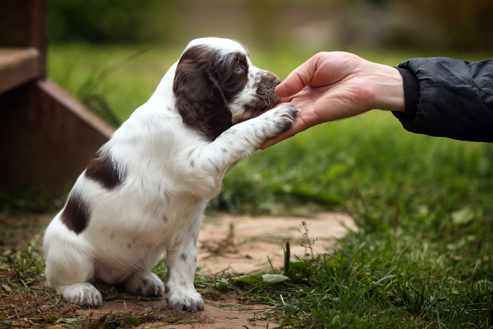 A cute Cocker Spaniel puppy putting its paw on their owner's hand for training. 