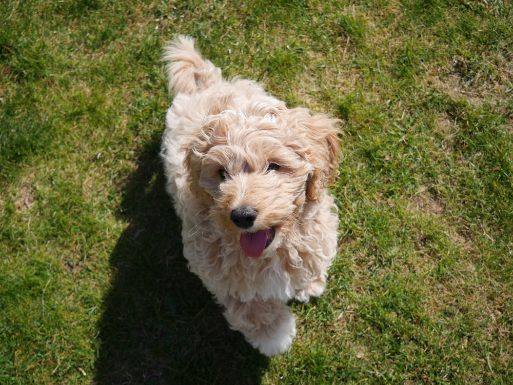 A happy 16 week old Mini Goldendoodle puppy sits in a grassy field. 
