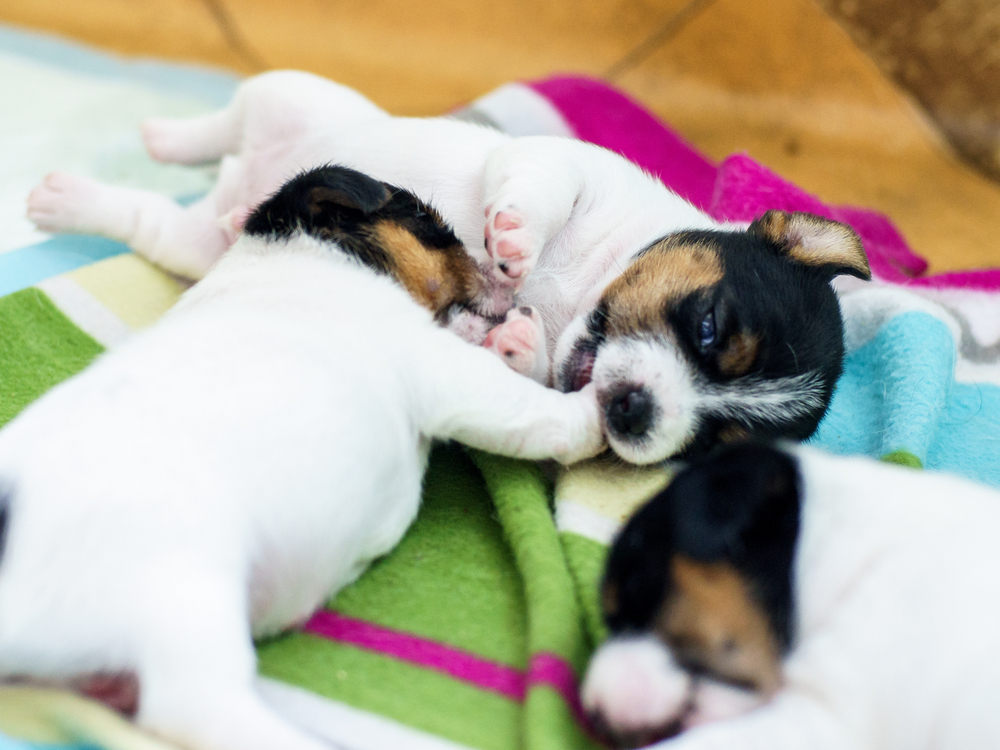 Two cute 4 week old puppies playing on a towel on the floor.