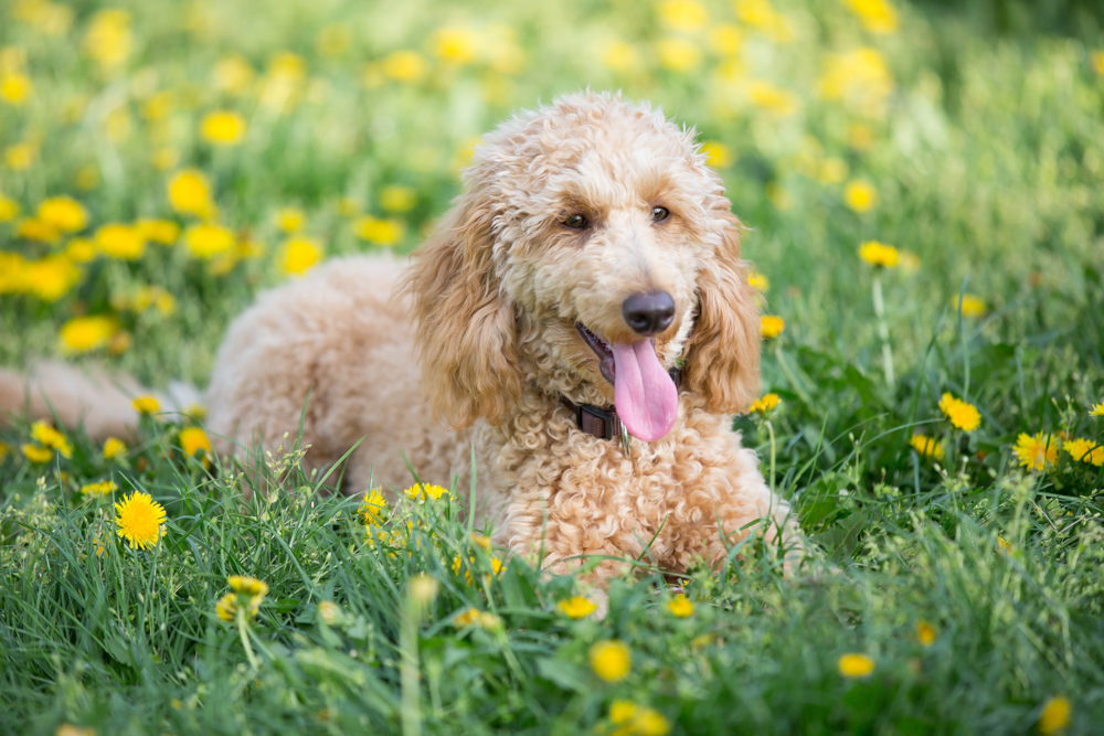 A cute Goldendoodle puppy lays in a yellow flower field.