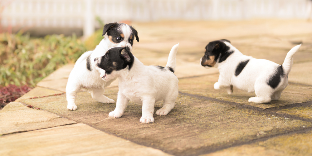 A group of cute 6 week old puppies playing in the backyard. 
