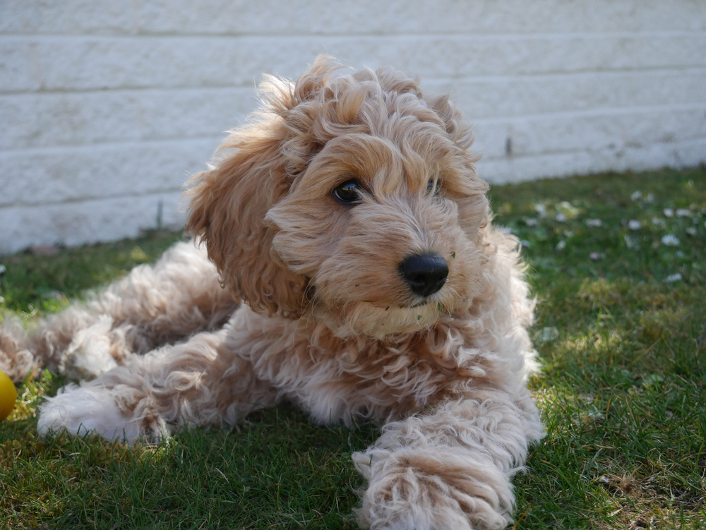 A cute Cavapoo puppy sits in a grassy field and looks off to the distance. 