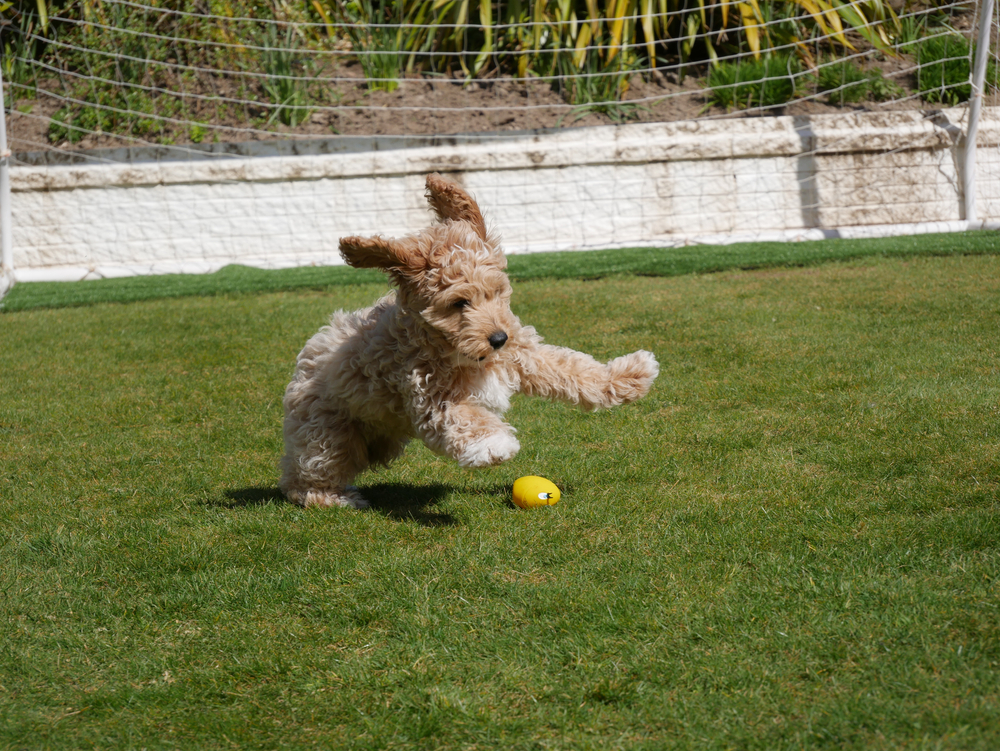 A cute Cavapoo puppy runs and cahses a toy on a grassy field.