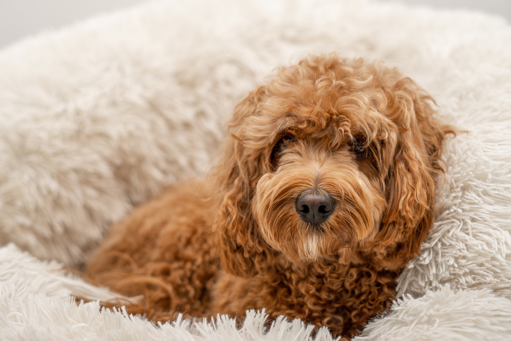 A fluffy, adorable Cavapoo puppy sits on a comfy chair.