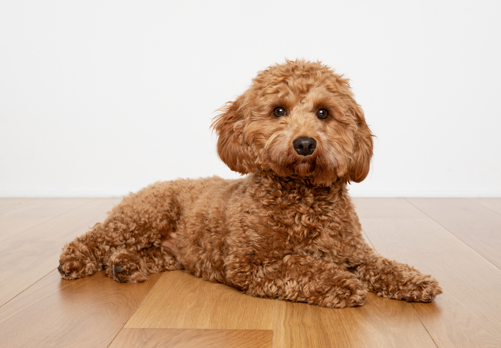A fluffy Cavapoo dog sits on a wooden floor while looking at the camera. 
