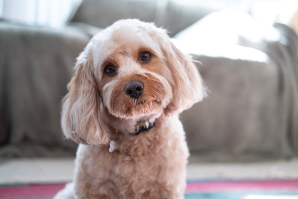 A cute Cavapoo puppy looks at the camera while sitting in a living room.