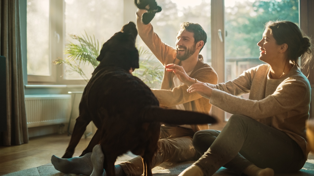 A fluffy, playful dog plays with their family members inside their house. 