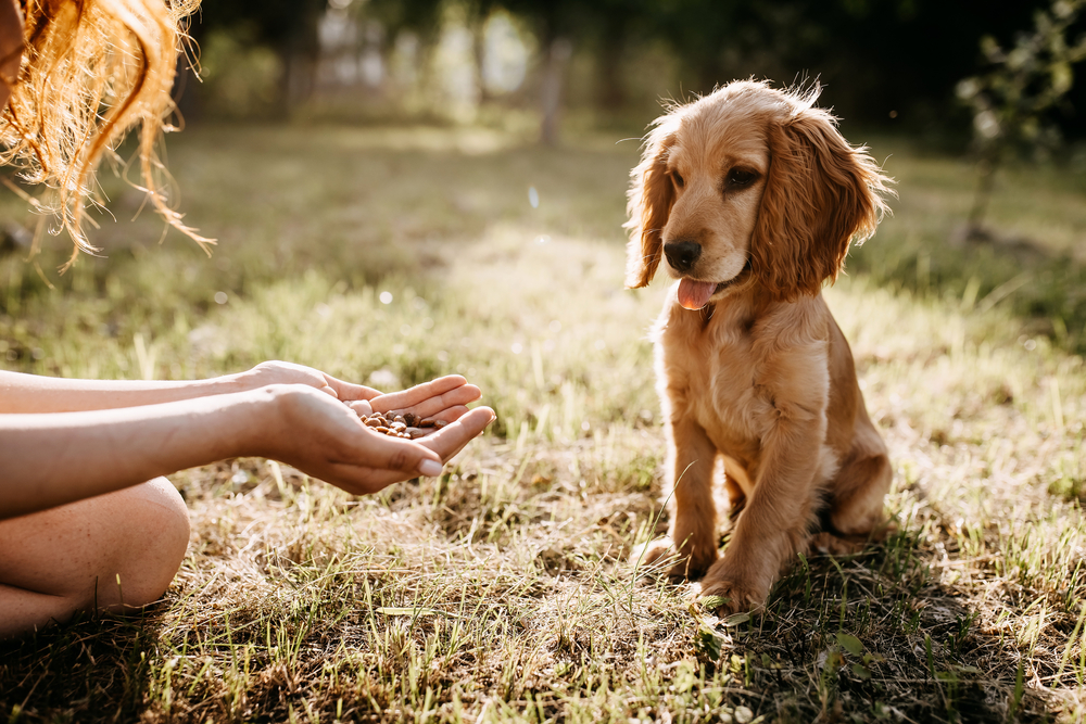 A cute Golden Retriever stays still while their owner offers treats in their hand.