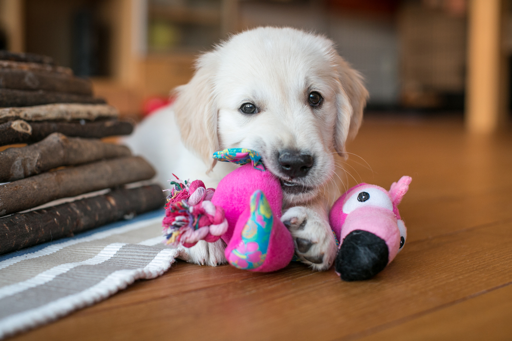 A cute Golden Retriever bites their pink chew toy.