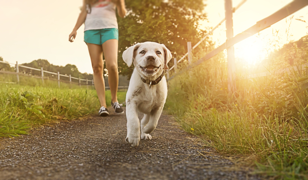 A cute Labrador Retriever puppy takes a walk with their owner outside.