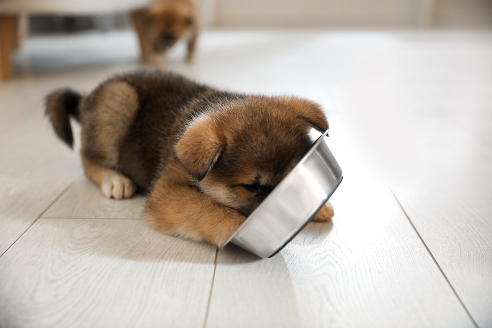 An adorable puppy eats from their steel bowl. 