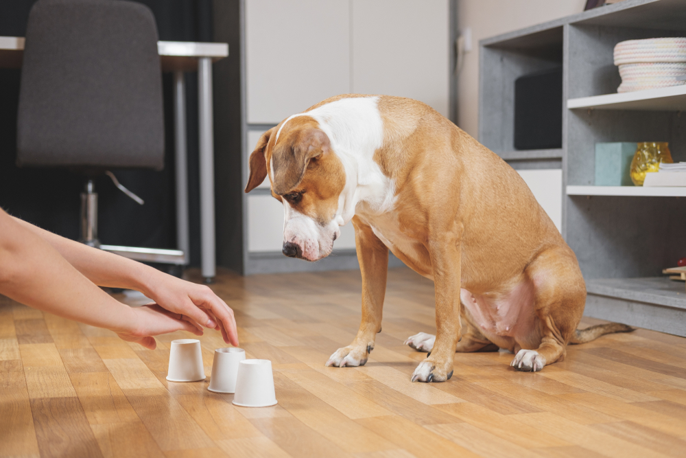 A puppy plays a fun cup game with its owner. 