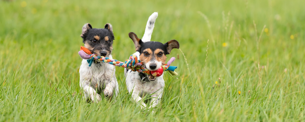 Two adorable puppies run across a field holding a squeaky chew toy for dogs. 