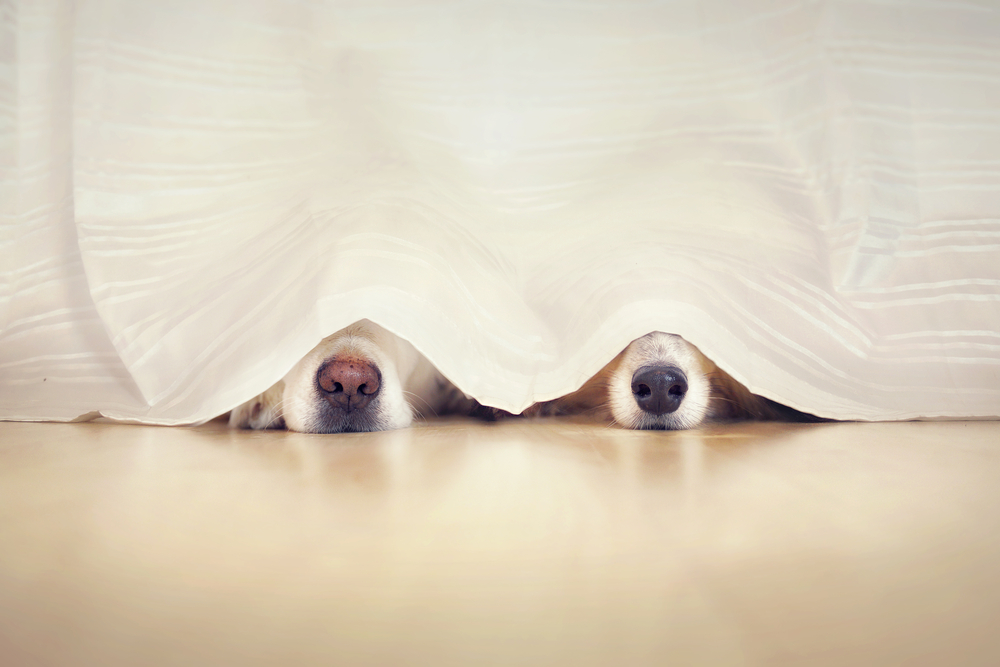 Two puppies hiding under a blanket sheet while playing hide and seek.