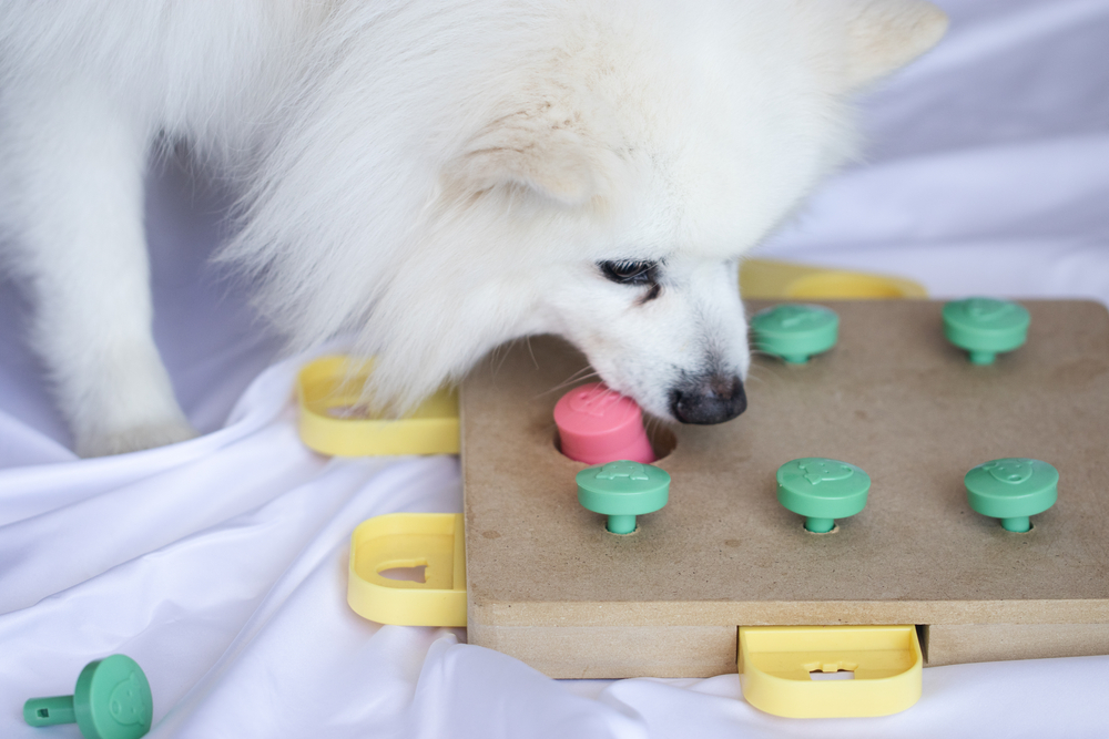 A cute Pomeranian puppy plays with a puzzle toy for dogs. 