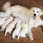 Ethical Puppy Breeders