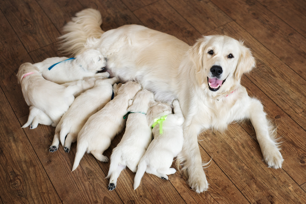 does petland buy puppies