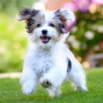 High Energy Puppy