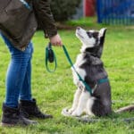 Puppy Training Near Me