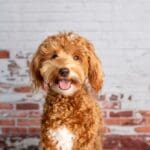 Are Goldendoodles good with children