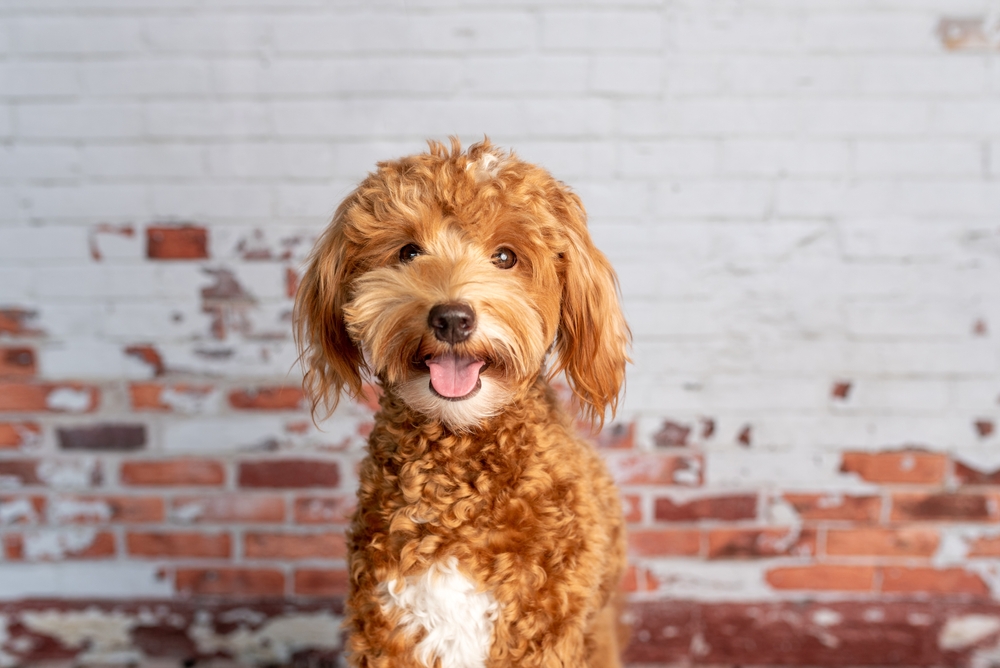 10 wonderful Mini Goldendoodle Toys your puppies will Love!