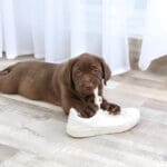 puppy training