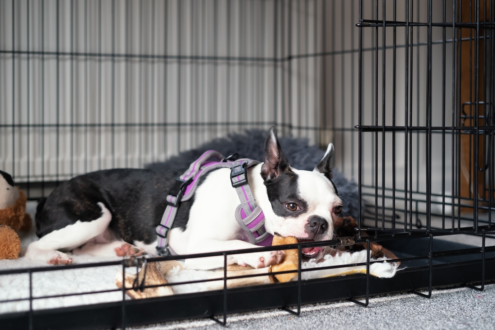 cozy crate for puppy