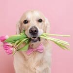 what dog should i get for my mom