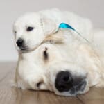 golden retriever